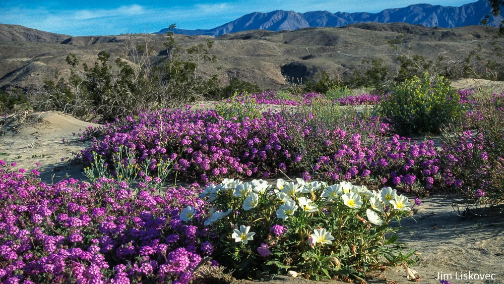 Vibrant Sand Verbena and Desert Primrose in Anza Borrego Desert