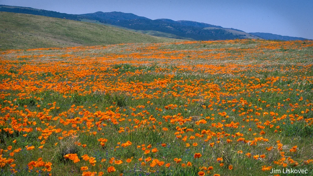 Vibrant Spring Blooms at Antelope Valley Poppy Reserve, California