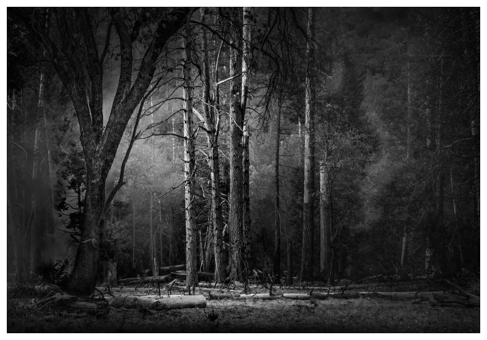 Through the Woods