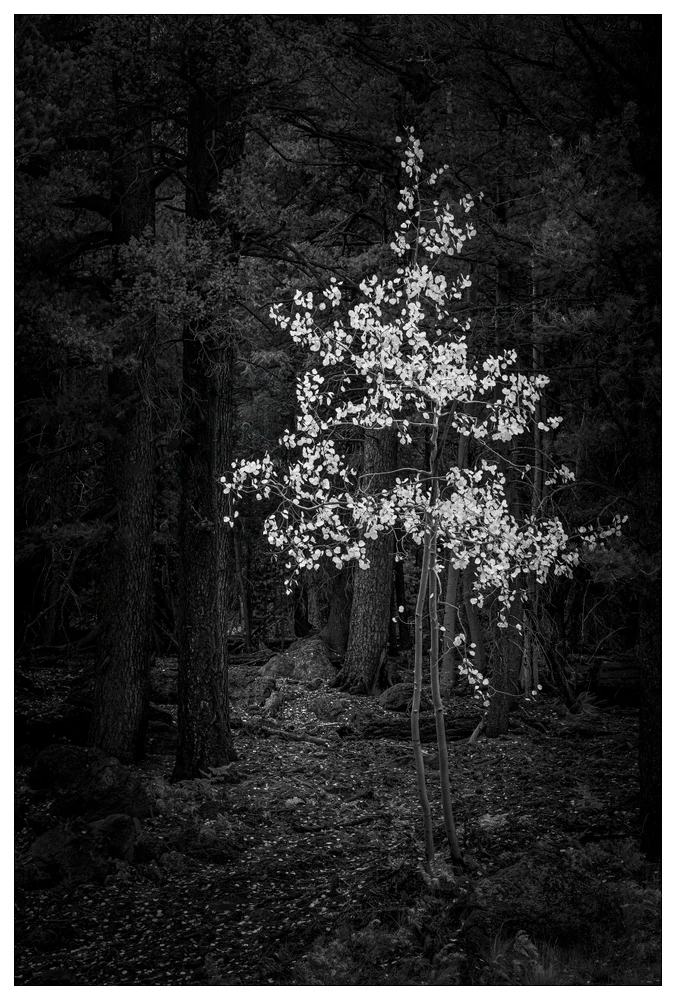 A Small Tree, Holding Light