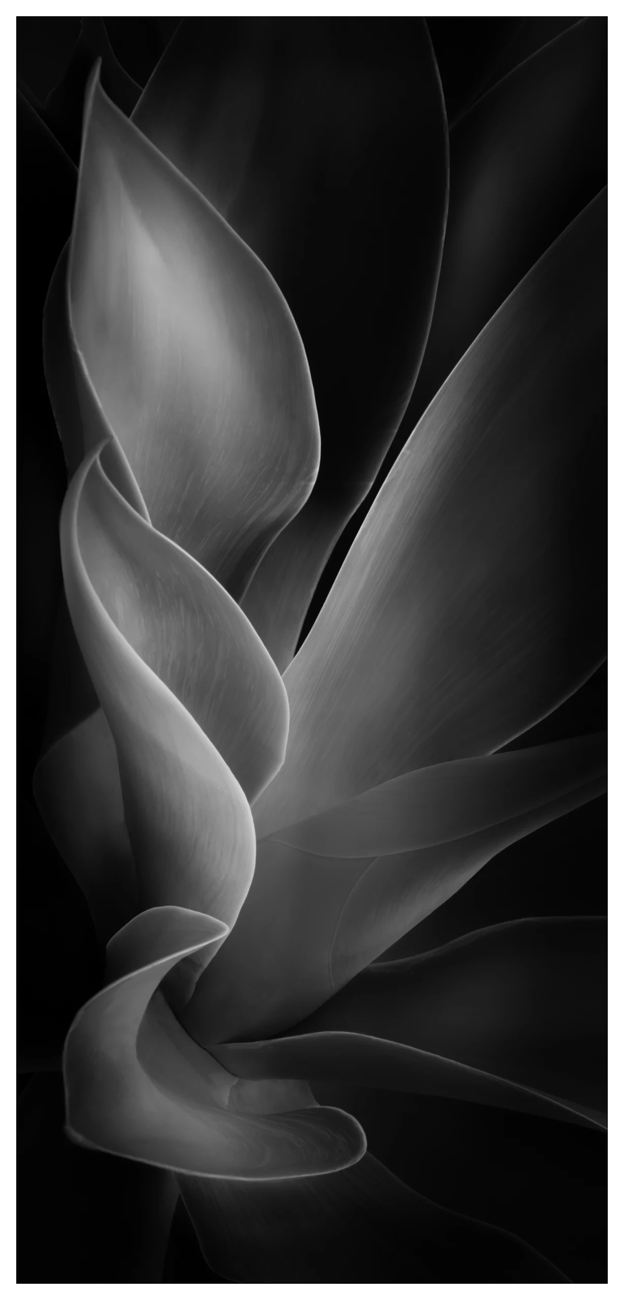 Elegant Curves of a Monochrome Plant